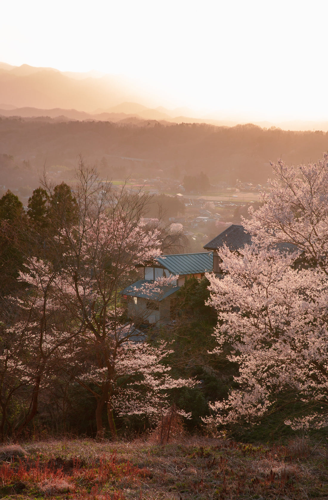 Blossoming Wisdom: The Power of One Flower in Zen Philosophy
