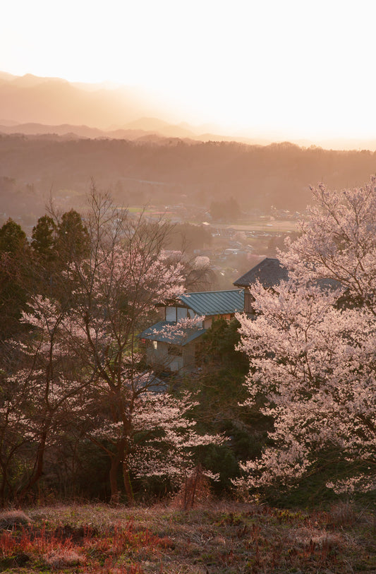 Blossoming Wisdom: The Power of One Flower in Zen Philosophy