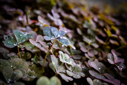 寒露 Kanro: Enjoying Autumn with Furoshiki – The Cycle of Nature and Recycling