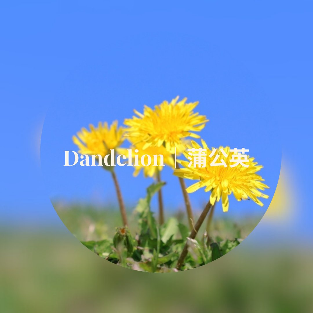 Dandelion|蒲公英